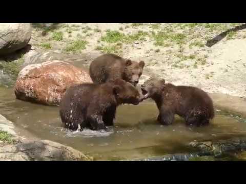 Bärenkinder Bärenkinder
