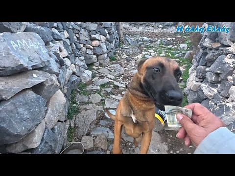 Ο “ΑΝΤΑΡΤΗΣ” ΤΟΥ ΠΑΠΑΣΗΦΑΚΗ ΔΕΝ ΘΑ ΕΠΡΕΠΕ ΝΑ ΕΙΝΑΙ ΣΚΥΛΟΣ ΑΛΛΑ ΜΗΧΑΝΗΜΑ ΑΝΙΧΝΕΥΣΗΣ ΝΟΜΙΣΜΑΤΩΝ! – Video Ο “ΑΝΤΑΡΤΗΣ” ΤΟΥ ΠΑΠΑΣΗΦΑΚΗ ΔΕΝ ΘΑ ΕΠΡΕΠΕ ΝΑ ΕΙΝΑΙ ΣΚΥΛΟΣ ΑΛΛΑ ΜΗΧΑΝΗΜΑ ΑΝΙΧΝΕΥΣΗΣ ΝΟΜΙΣΜΑΤΩΝ! – Video