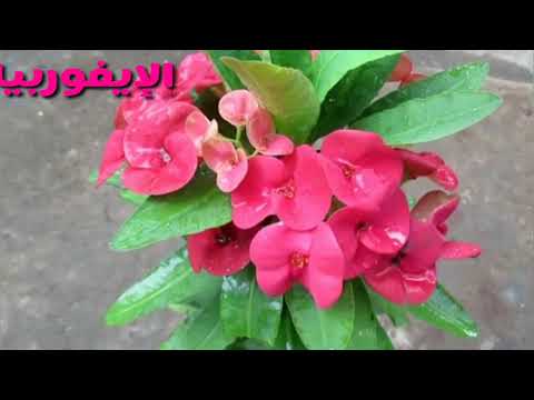 نبتة الإيفوربيا شوكة المسيح وزراعتها وكيفية اكثارها //How to plant Euphorbia