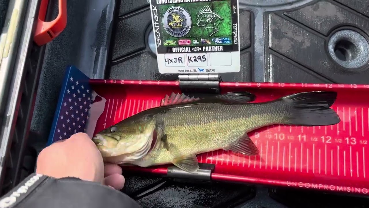Largemouthbass release Peconic lake