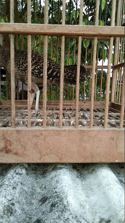 AYAM HUTAN HIJAU BETINA MEMANGGIL JANTAN