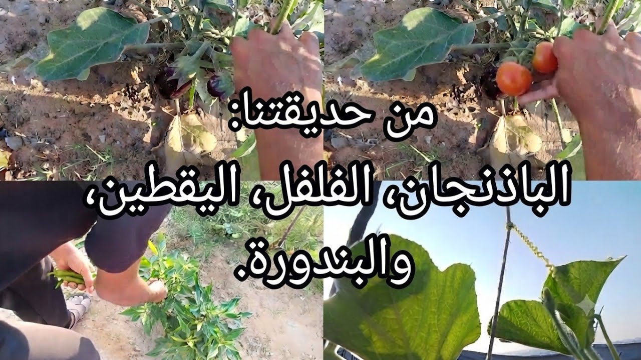طعم العزة من قلب حصار شمال غزة: باذنجان، طماطم، وفلفل."🌶️