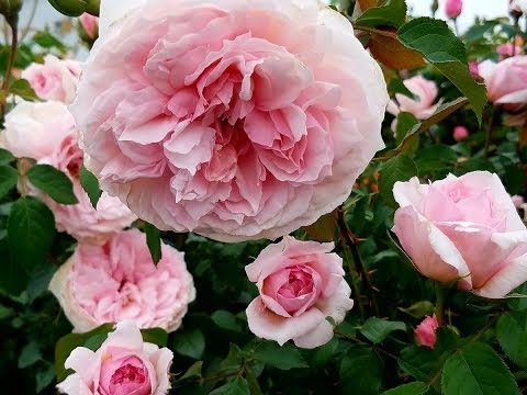 David Austin Roses - The Wedgwood Rose - Beautiful Climbing Rose