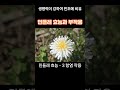 민들레 효능, 민들레 부작용, 간 기능 개선, 혈관질환 예방, 항염 작용