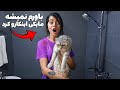 بالاخره بعد ۳ سال نوبت حموم کردن گربه بزرگم مایکی شد 