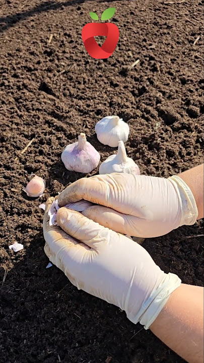 Is autumn garlic planting better than spring planting?