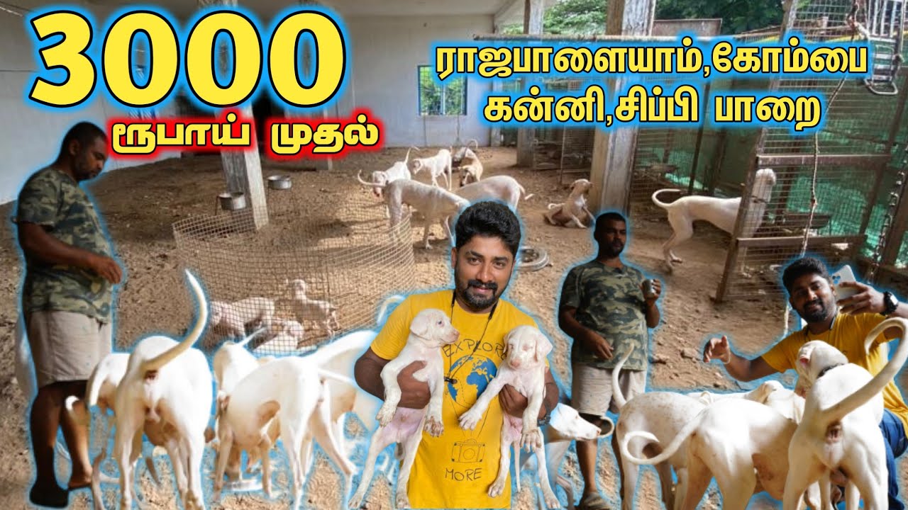 3000 ரூபாய் முதல் Raajapaalayam நாய் வாங்கலாம் Country Dogs kennel in CoimbatoreMr camera man
