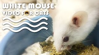 Entertainment For Cats: White Mouse Video For Cats To Watch.