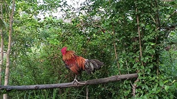 Ntsuag Qaib Dib f3 Noob Dib Tuaj Zoo Heev 0302132069,, app 02095873356