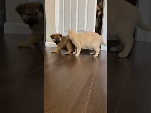 Cat Slaps Puppy… Then Pretends Nothing Happened 😳