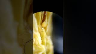 carefully sourced blue morgellons fiber . revealed inside of a locally grown pepper pod