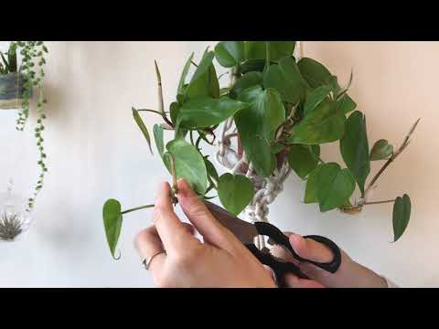 Video: Hoe Philodendron-planten te vermeerderen