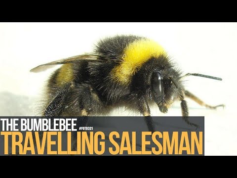 The bumblebee travelling