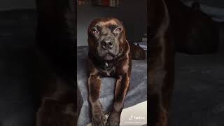 The Cutest Dog Ever111111