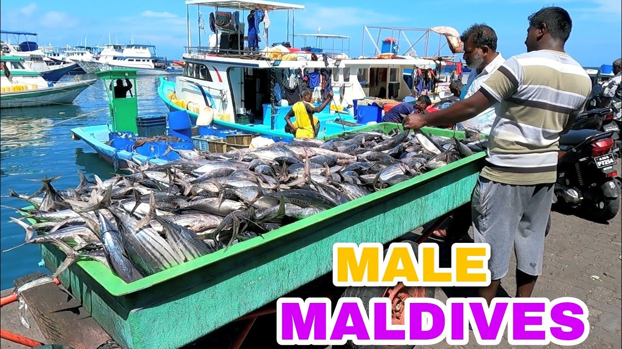 MALE MALDIVES Fish Market Local Market North Harbour Terminal MALE MALDIVES Fish Market Local Market North Harbour Terminal