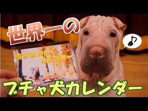 ブチャ犬「もやちゃん」のカレンダーができた！！かわいいぃぃぃぃぃ！！！