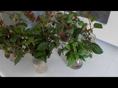 Как зимуют мои