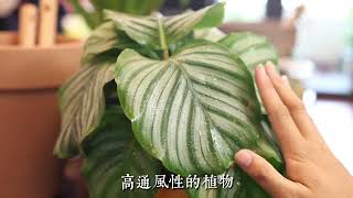 竹芋类植物怎么养？园艺师教你，竹芋类植物的实操养护技巧