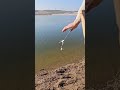 صيد سمك الكارب صوت جرس الصيد حكاية صيد السمك Fishing 