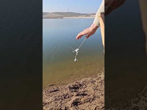 صيد سمك الكارب صوت جرس الصيد حكاية صيد السمك Fishing 