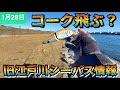 【フィッシュマン】コーク良い感じに飛びますか？旧江戸川シーバス情報。