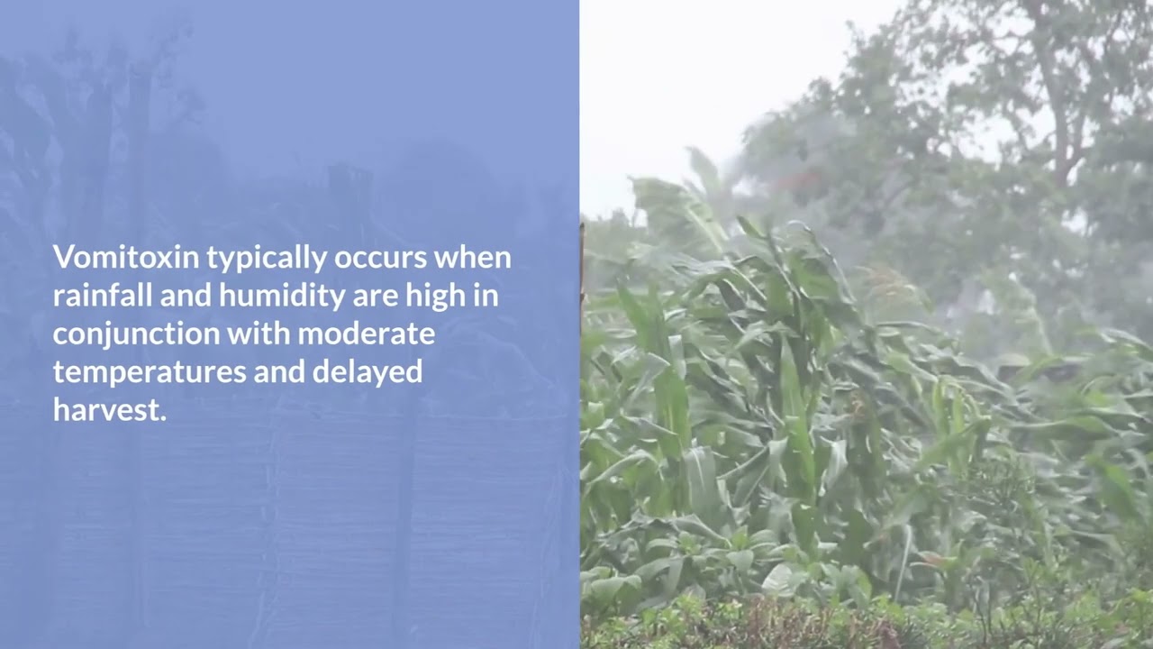 Vomitoxin Testing  - Test Early and Often