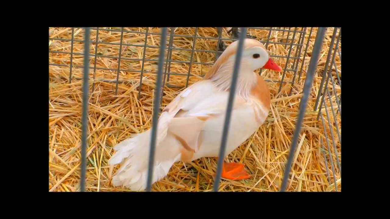 Mejores RAZAS de PATOS en EXPOSICIÓN 