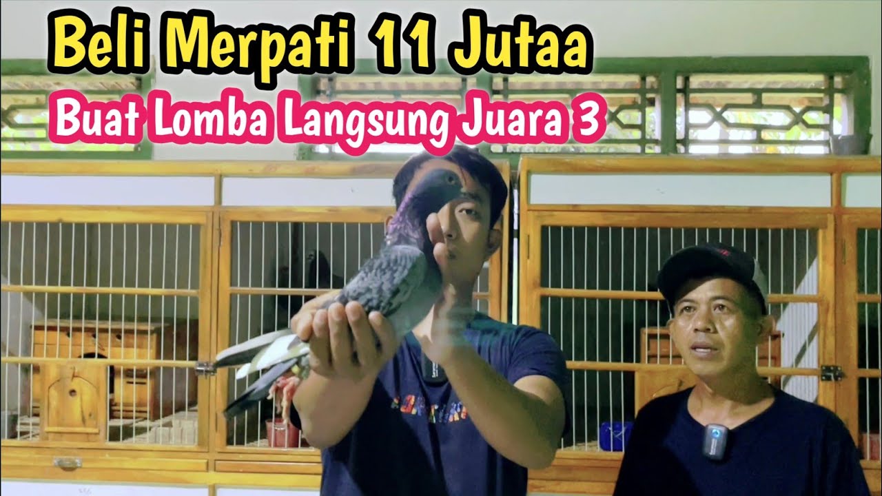 Beli Merpati 11 Juta Langsung Juara‼️