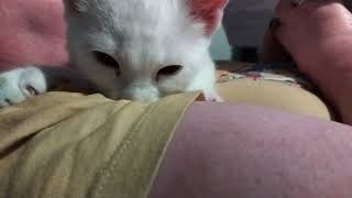 Kitten suckling human mother #kitten #cute #funny