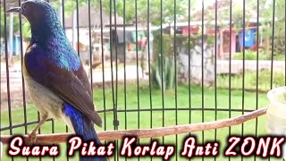 kolibri kelapa | manggar | wiceh | suara husus pikat korlap anti zonk semua korlap turun