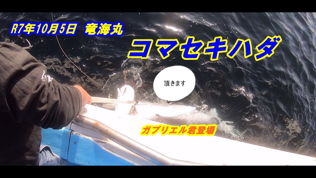 [Рюкаимару] Желтоперый тунец в заливе Сагами в октябре