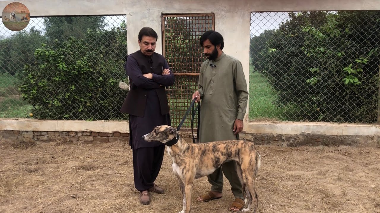 A kennel visit to Malik Ayaz Mahal | Chak 34 | Sargodha.