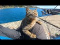 猫島で釣りしたら、野良猫が大量に釣れた件