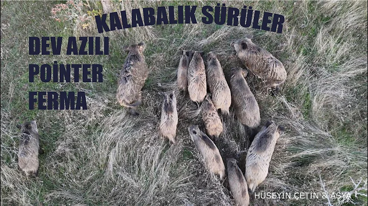 Kalabalık yaban domuzu sürüsü Dev azılı vuruş poınter azılı ferma dron çekimleri güzel görüntüler.