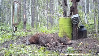 Медведь Весь Извалялся В Рыбной Тухлятине.