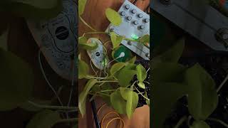Seth Weaver creates generative music with pothos plant using Biotron MIDI controller #ambientnotes