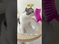 当我用马桶刷给猫咪刷毛,桑葚内心OS:这好像是有点儿大病......🤣桑葚是只猫