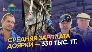 видео: Иртышский молочный скот в Казахстане: привесы, удои и условия содержания — КХ Камышинское картинка: Иртышский молочный скот в Казахстане: привесы, удои и условия содержания — КХ Камышинское