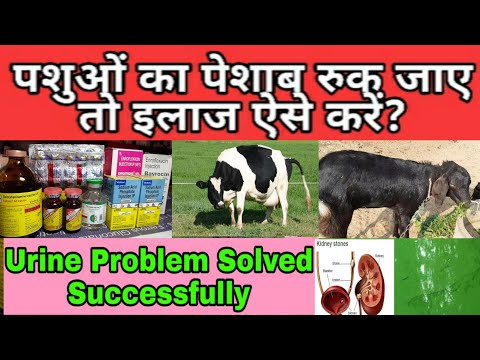 पशुओं का पेशाब(Urine)रुक जाए तो इलाज कैसे करें? Urine problem in Animals