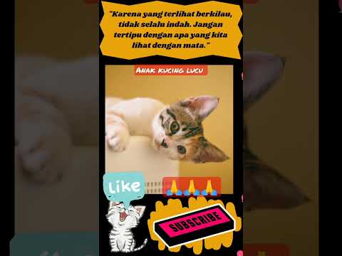 Quotes anak kucing