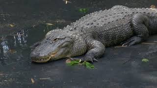Celebrating 40 Years of the Cape May County Park & Zoo | SNJ Today News