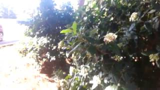 Scherzo A Ragazze Puttane