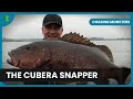 Searching for the cubera snapper  chasing monsters  nature  adventure documentary