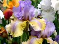 My choice  peaceful music and irises