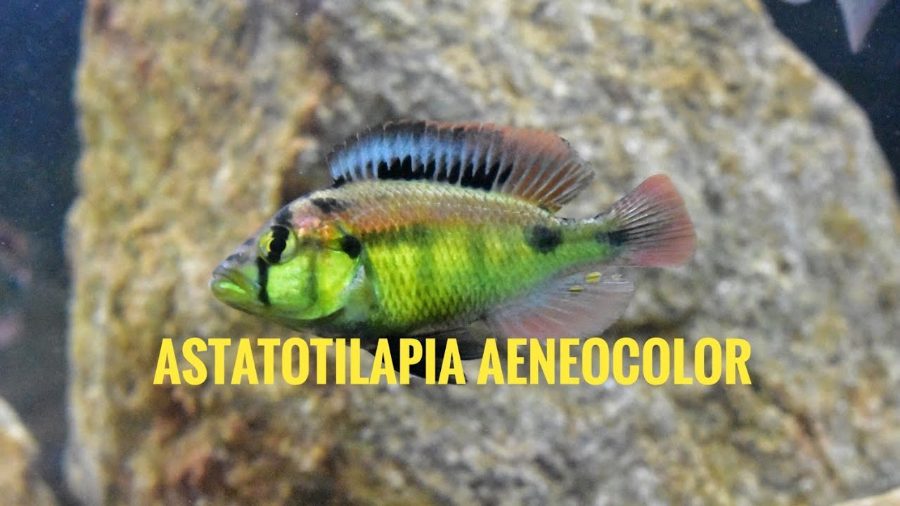 Astatotilapia aeneocolor