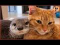 Otter's Sleep Companion: His Beloved Cat 🐾