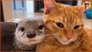 An Otter Couldnt Sleep Without His Beloved Cat, But This Was Never Supposed To Happen