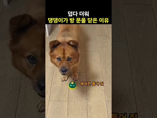 잠 안자고 댕댕이가 방에 들어 온 이유