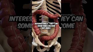 What Are Epiploic Appendages #EpiploicAppendages #ColonAnatomy #DigestiveSystem #MedicalEducation