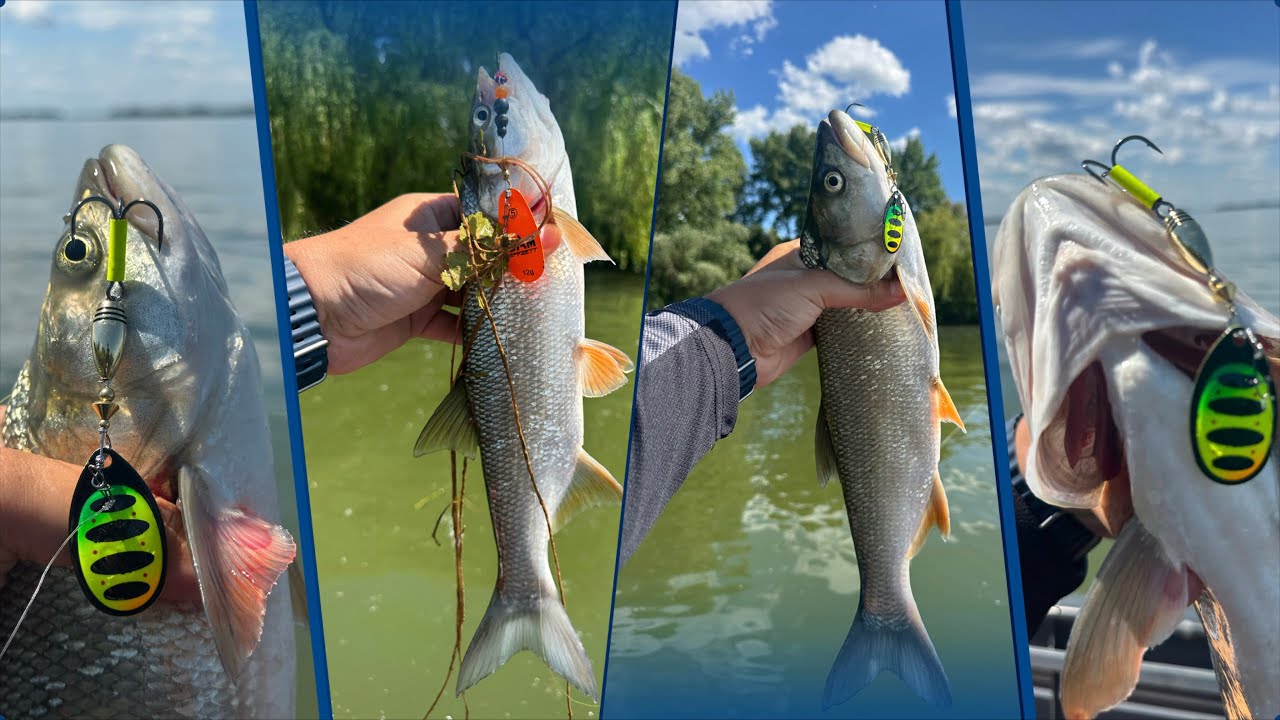 Tisza tavi balin horgászat, mikor a wobbler csak akad, de a balin, eszik :)